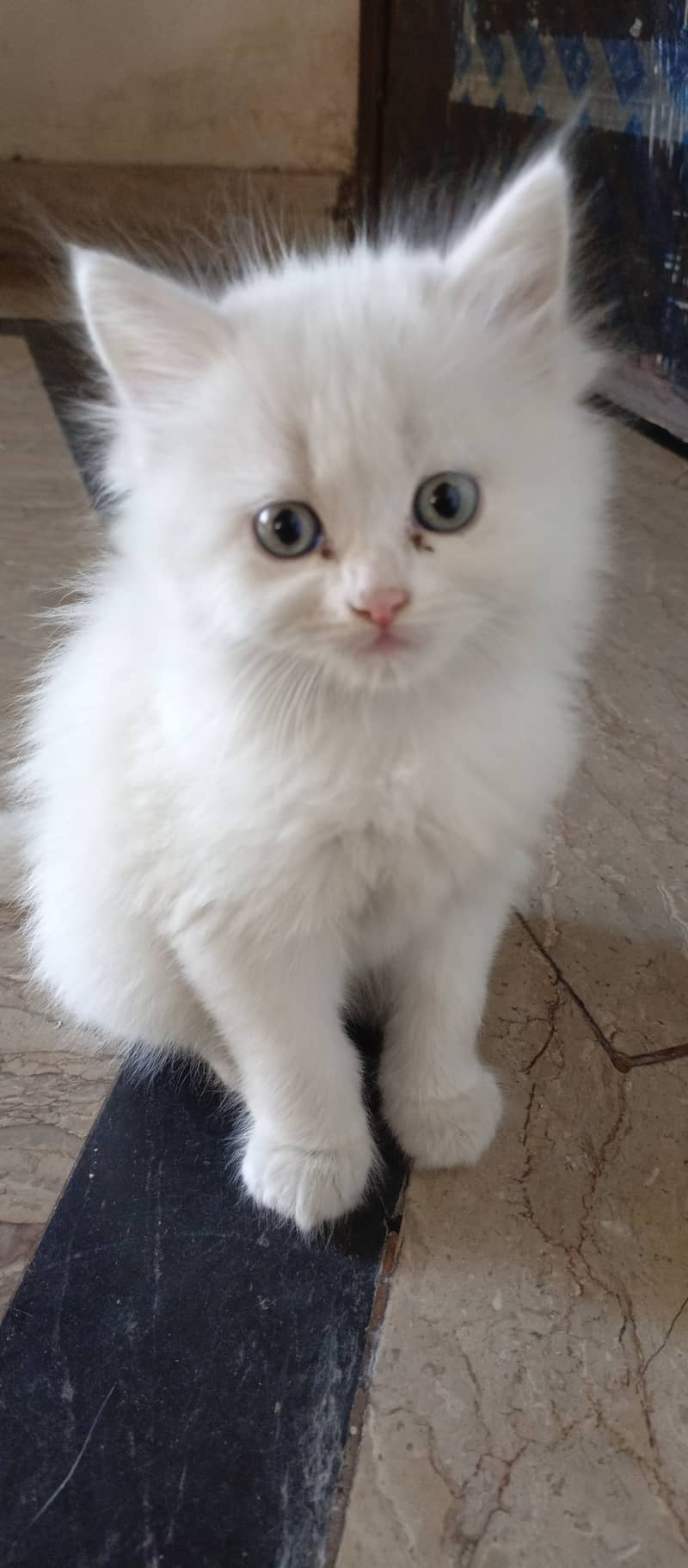 Beautiful Pure white Persian kitten cat 6