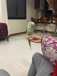 pahari parrot female