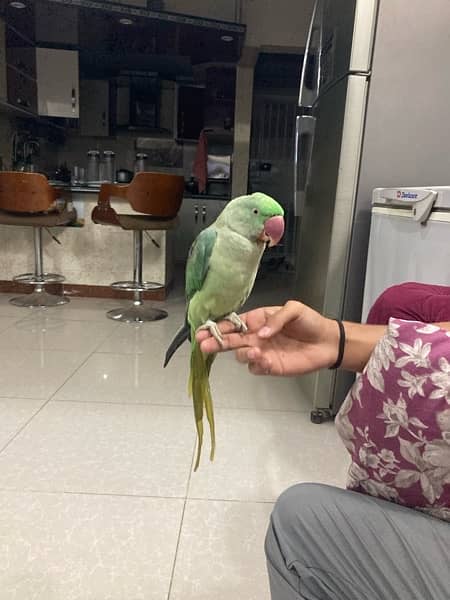 pahari parrot female 2