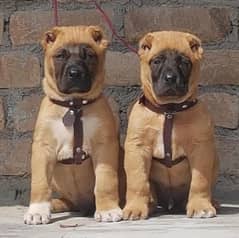 Kurdish Kangal dog 2 month pair for sale security dog