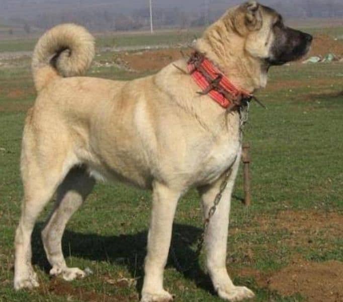 Kurdish Kangal dog 2 month pair for sale security dog 1