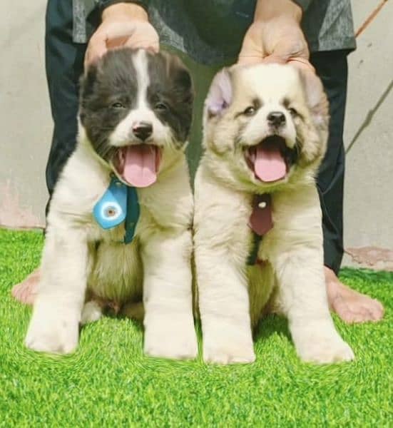alabai Dog 2 month pair for sale security dog 1