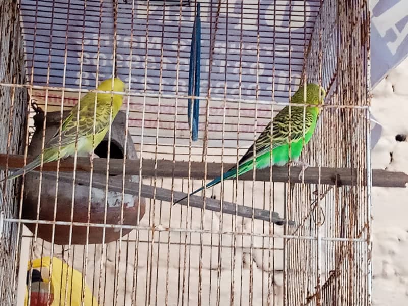 Australian parrot one pair for sale urgent 4