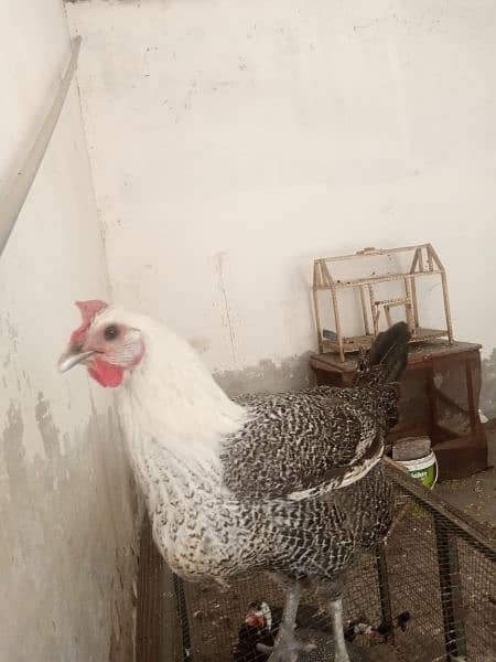 pure fayoumi hen for sale, 2.7 kg, very healthy 2