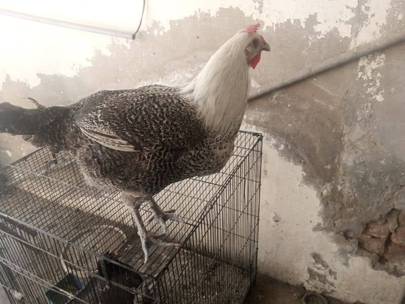 pure fayoumi hen for sale, 2.7 kg, very healthy 3