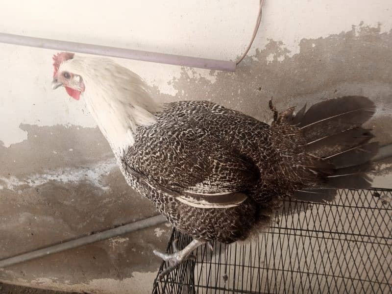 pure fayoumi hen for sale, 2.7 kg, very healthy 4