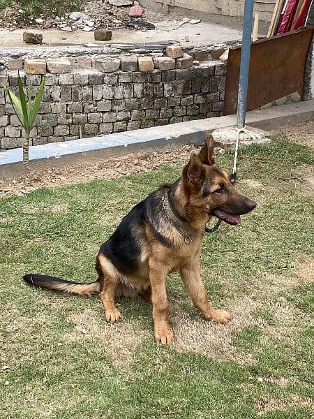 GERMAN SHEPHERD GSD 0