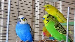 Australian parrots pairs  for sale