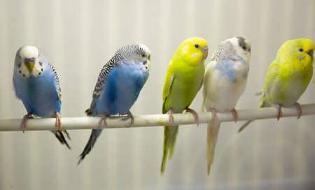 Australian parrots pairs  for sale 1