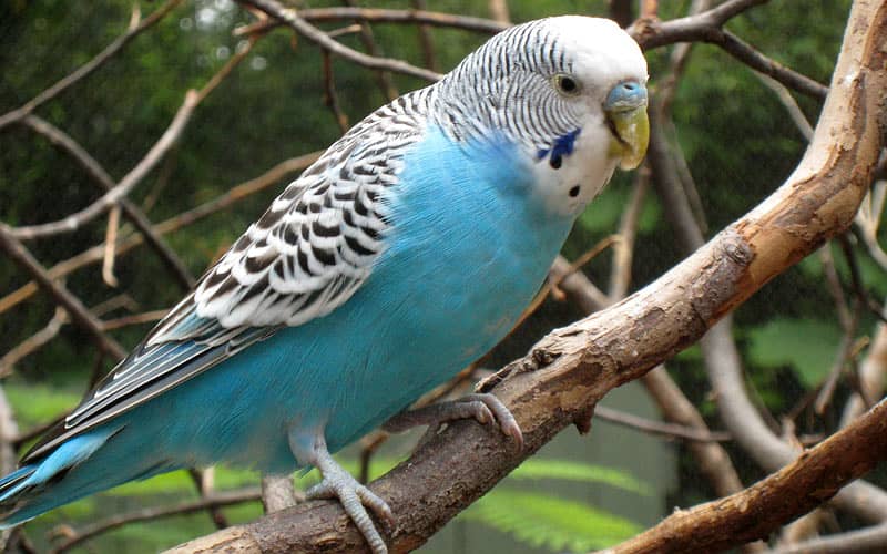 Australian parrots pairs  for sale 2