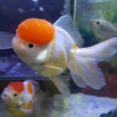 Goldfish breeder pairs 0