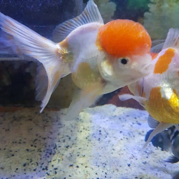 Goldfish breeder pairs 1