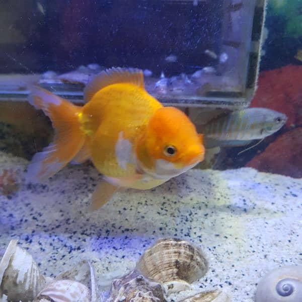 Goldfish breeder pairs 3
