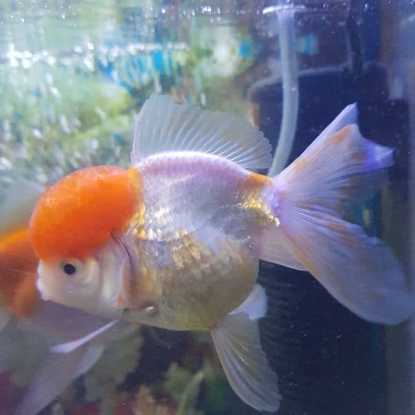 Goldfish breeder pairs 4