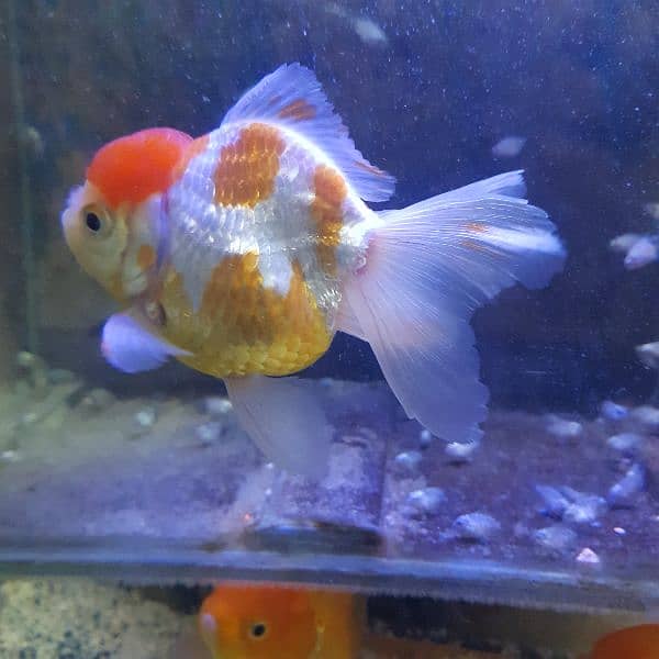 Goldfish breeder pairs 5