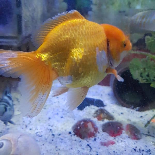 Goldfish breeder pairs 6