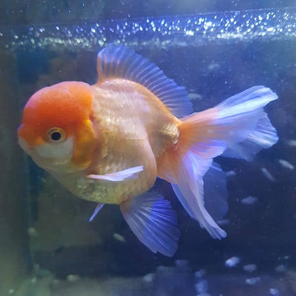 Goldfish breeder pairs 7