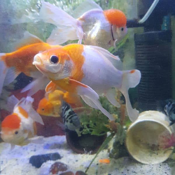 Goldfish breeder pairs 8