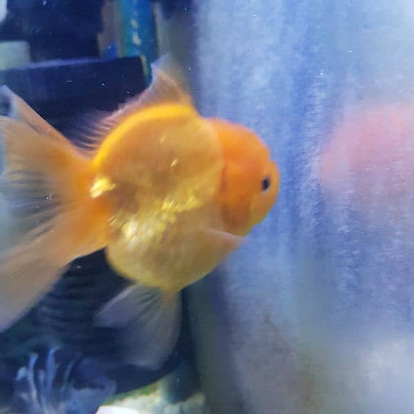 Goldfish breeder pairs 9