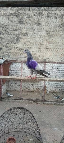 top quality baby pigeon for sale 11