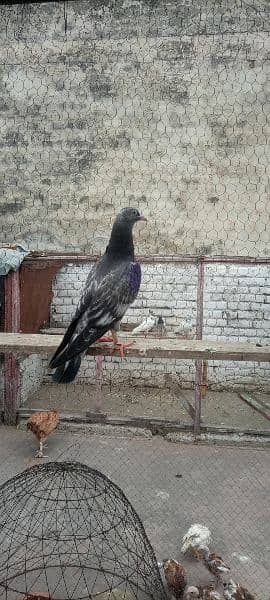 top quality baby pigeon for sale 14