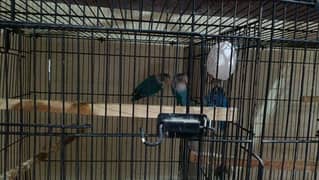 Love birds, loutino personata, green B1B2, parblue, black head
