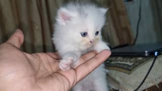 Persian Kittens Available in Gujranwala