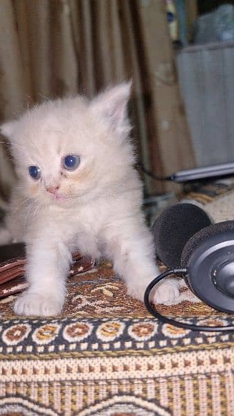 Persian Kittens Available in Gujranwala 1