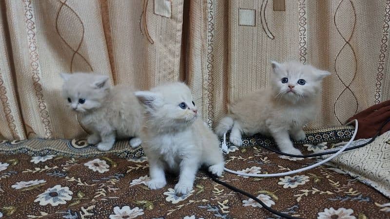 Persian Kittens Available in Gujranwala 2