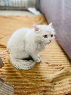 3rd coat female cat for sale