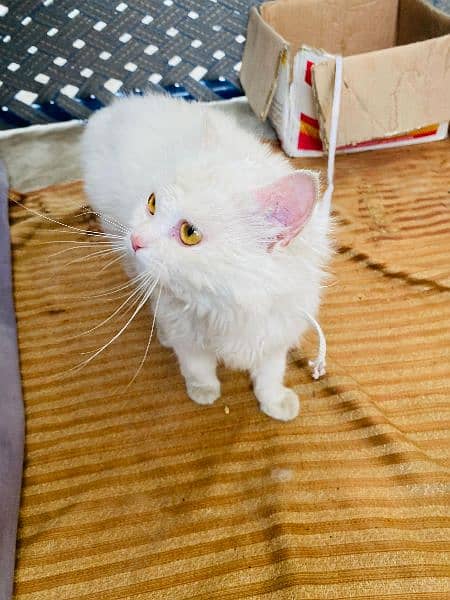3rd coat female cat for sale 3