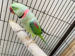 Raw Talking Parrots Pair With Cage