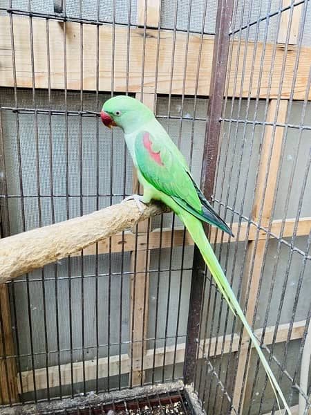 Raw Talking Parrots Pair With Cage 1