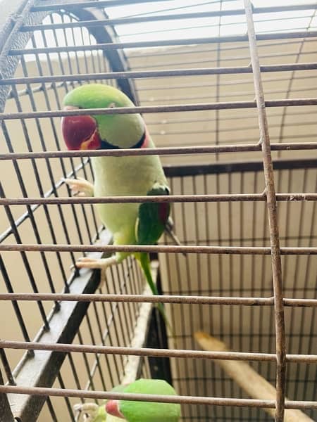 Raw Talking Parrots Pair With Cage 2