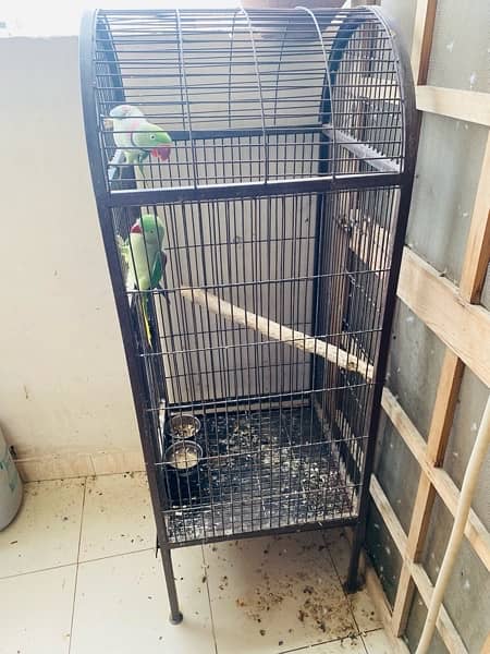 Raw Talking Parrots Pair With Cage 3