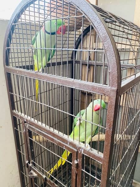 Raw Talking Parrots Pair With Cage 4