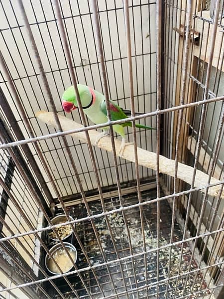 Raw Talking Parrots Pair With Cage 5
