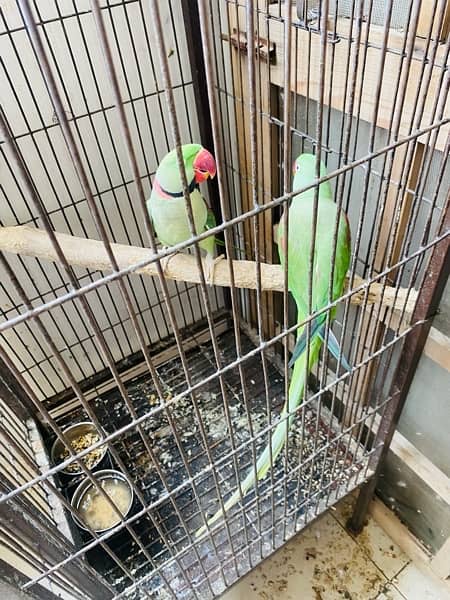 Raw Talking Parrots Pair With Cage 6
