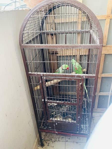 Raw Talking Parrots Pair With Cage 7