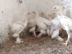 white heavy Cochin chicks