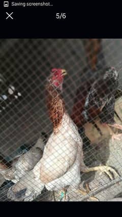 aseel shamo eggs and chicks  for sale  whats app num 03484265634