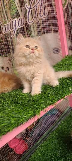 Persian female kitten available for sale
