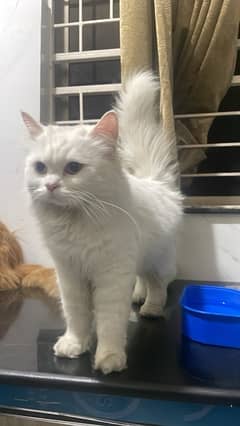PERSIAN CAT MALE AND FEMALE FOR SALE