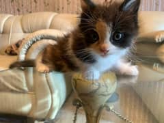 Fond Persian kitten for sale in johar town Lahore 0