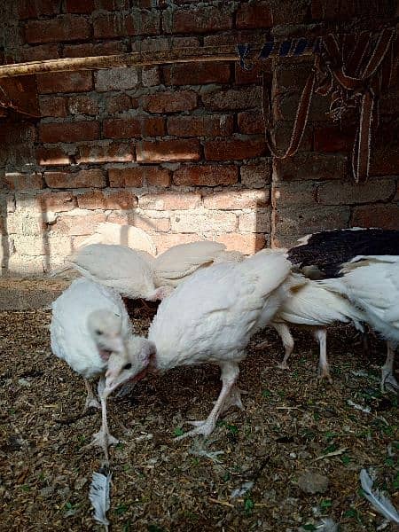 Turkey Chicks 10 Weeks 2