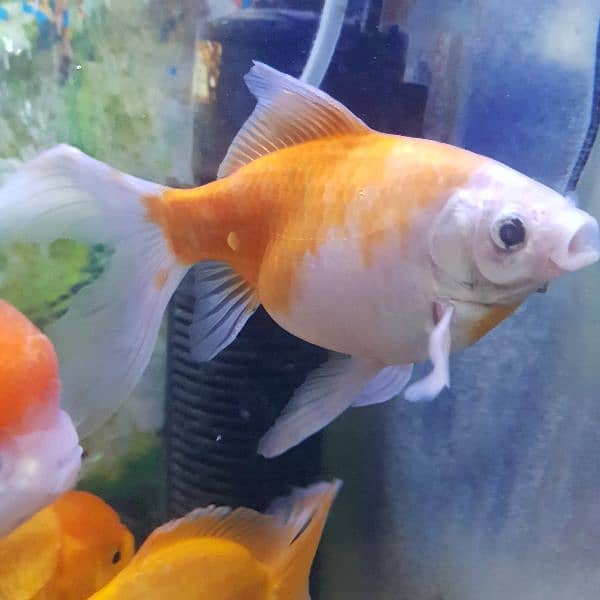 Goldfish breeder pairs 12