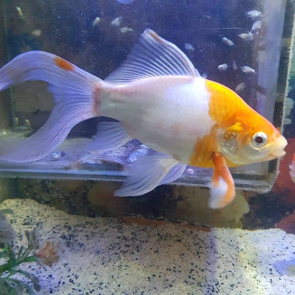 Goldfish breeder pairs 13