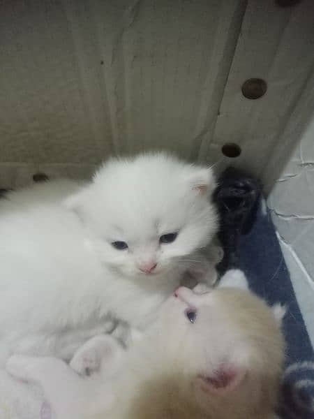 4 baby cat pair 4