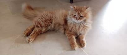 Persian cat available for new shelter. . . !!!Whatsapp me on 03357597906