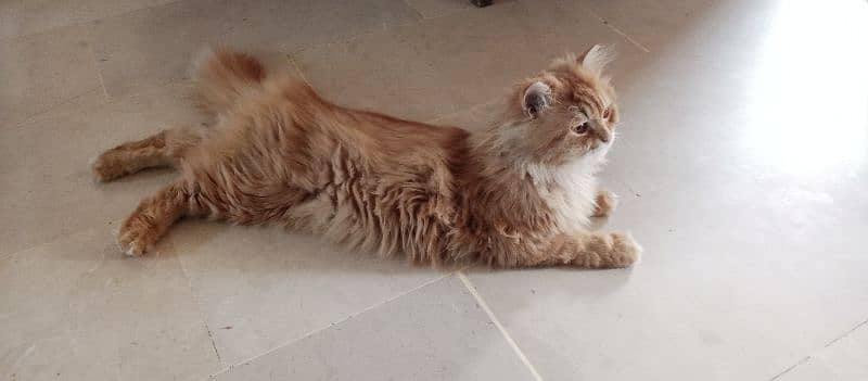 Persian cat available for new shelter. . . !!!Whatsapp me on 03357597906 1